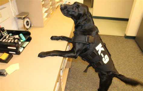 K 9 Officer Boomer Of The Whitewater Police Department Receives