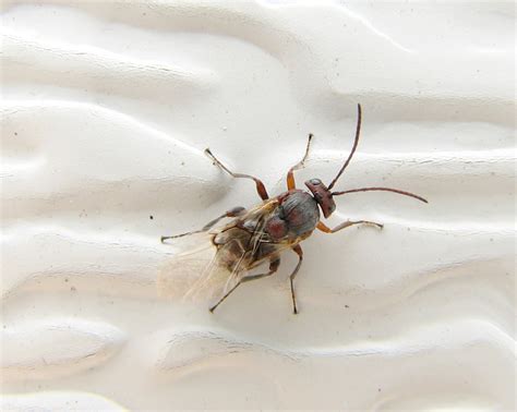 Cynipoidea Putnam County Site Observations Scorpionflies Flies