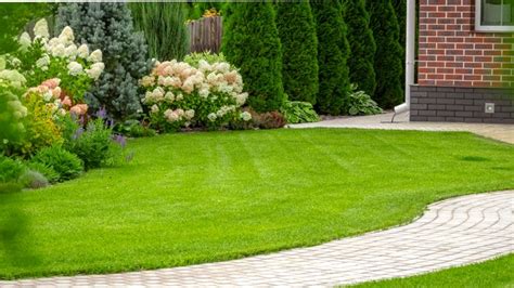 How to make a nice green lawn. Troubleshoot Lawn Damage and Diseases