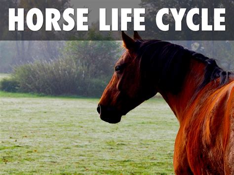 Life Cycle Of A Horse