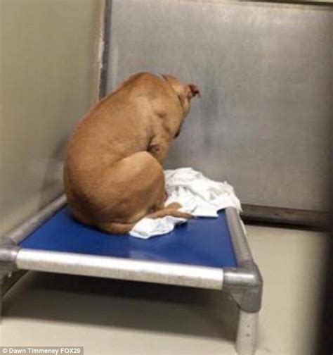 Heartbreaking Photos Shows Depressed Rescue Dog Staring At Wall Waiting