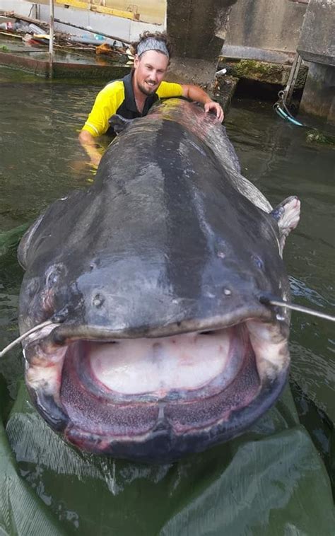 Biggest Catfish Ever