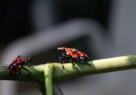 Virginia establishes quarantine to stop spread of spotted lanternfly | WTOP