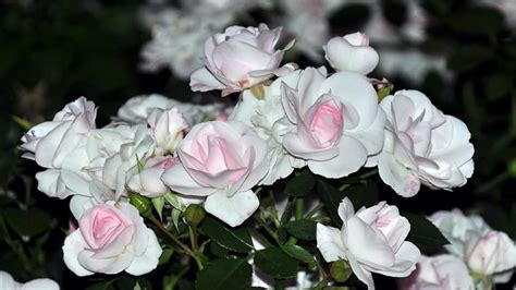 Обои букет, белые, розы, нежные, цветы на рабочий стол 35641