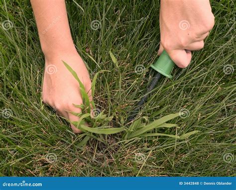 Removing Crabgrass Stock Photo Image Of Summer Crabgrass 3442848