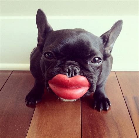 Humunga Lips Rubber Dog Toy Gadget Flow