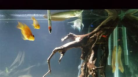 Arowanas New 125 Gallon Home Youtube