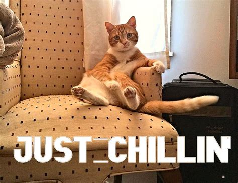 Chill Chillin Cats Animals Animals Cats Memes