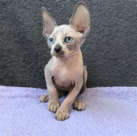 Sphynx Breeders Quality Sphynx Cat For Sale Near Me Free Hot Nude
