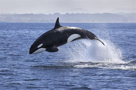 Killer Whale Breach Transient Killer Whale Monterey Bay Flickr