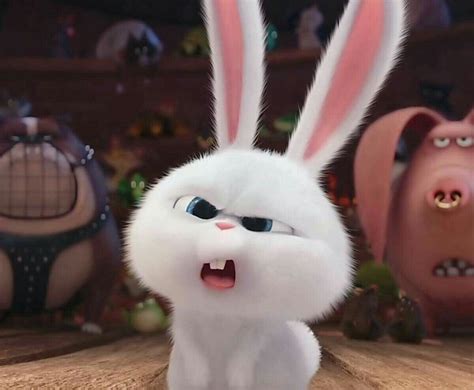 Top V Snowball Rabbit Avatar Thxombang Edu Vn