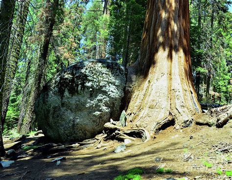 Boulder And Giant Sequoia Tree Photograph By Debby Pueschel
