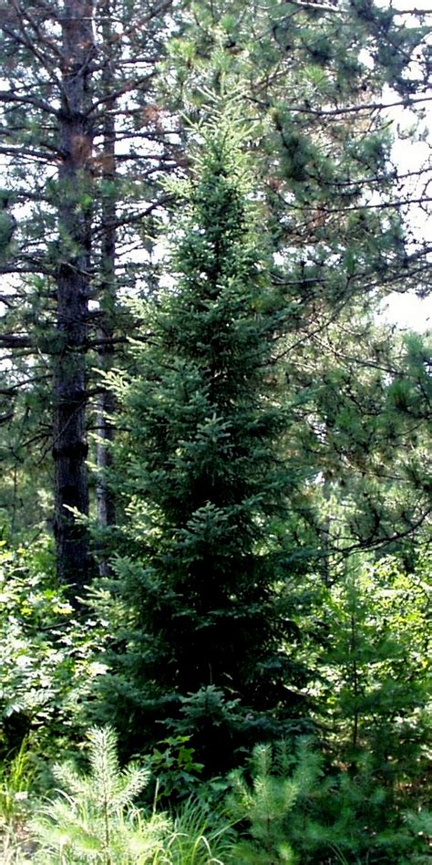 Black Spruce Seed Forestart