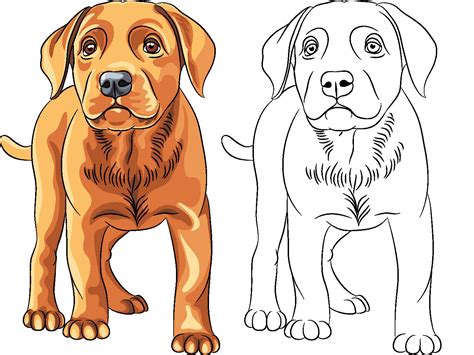 Dibujos De Perros Para Imprimir Y Colorear Perros Perros Dibujos My