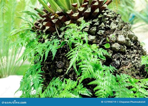 Green Fern Plant Growning On Old Body Palm Tree Stock Image Image Of