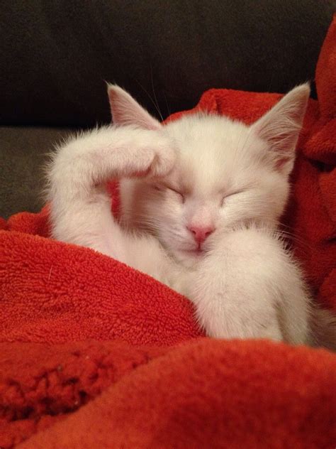 This Is Fry He Fell Asleep Saluting Cute Funny Animals Funny Cats