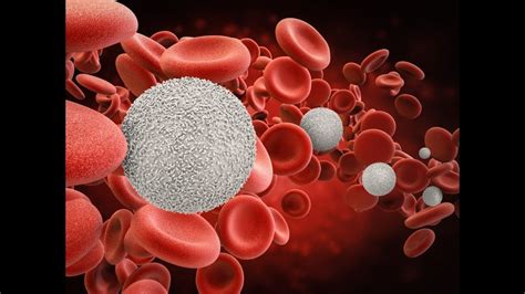 Increase White Blood Cell Count Naturally Youtube