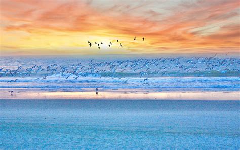 Download Wallpaper 1680x1050 Seagulls Birds Beach Sunset Sea 1610