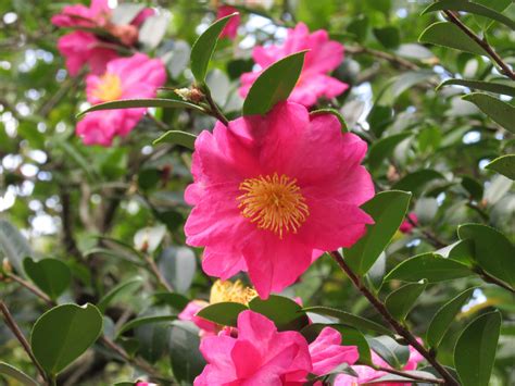 Forgotten Winter Flower Now Bursting With Color Orlando Sentinel