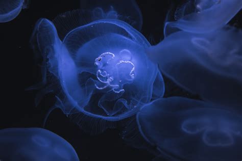 Free Images Purple Underwater Jellyfish Blue Black Invertebrate