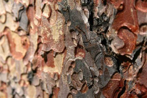 Ponderosa Pine Bark Rocky Mountain Aromatherapy Mtpr