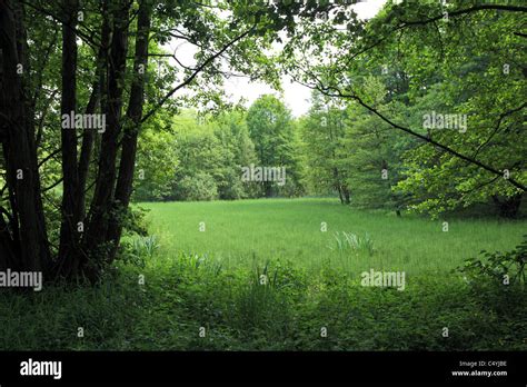 Green Forest Clearing In The Summer Stock Photo Alamy
