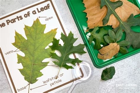 Preschool Leaf Activities How To Investigate Leaves