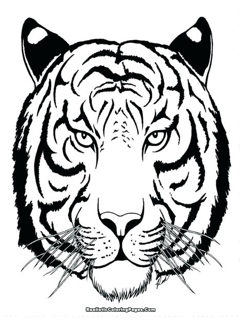 White Tiger Coloring Page At Getcolorings Com Free Printable