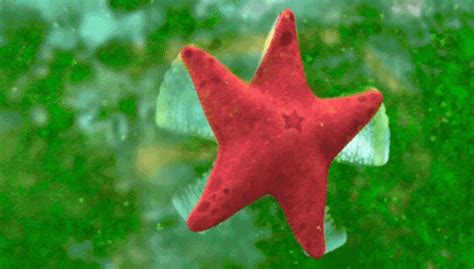 How do seastars reproduce asexually and where are they found? Starfish GIFs - Find & Share on GIPHY