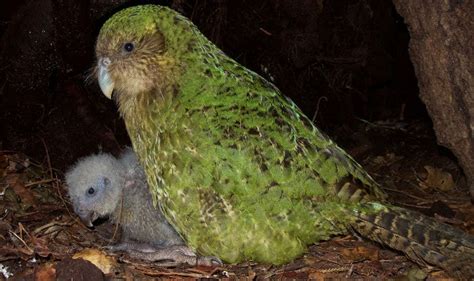 Životinjsko Carstvo Kakapo Djoledog