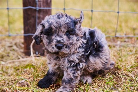 This Blue Merle Mini Goldendoodle Is Absolutely Precious Each Of Our Puppies Have Beautiful And