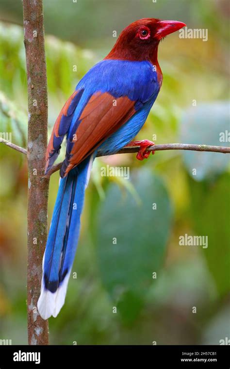 An Adult Sri Lanka Blue Magpie Urocissa Ornata Or Ceylon Blue Magpie