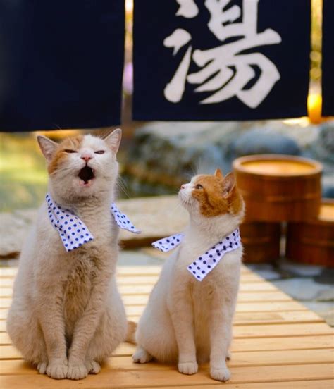 Cats Are The Cutest Guides To Japan Kotaku Australia