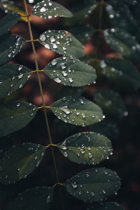 Leaves Drops Macro Wet Green Hd Phone Wallpaper Peakpx