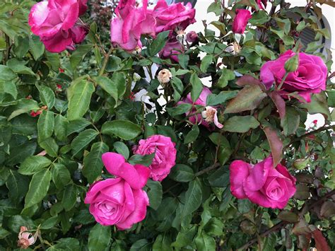 Using flowers that are out of season means that you're importing flowers which greatly adds to the cost. Roses #Flowering #Perth #January | Seasonal garden, Garden ...
