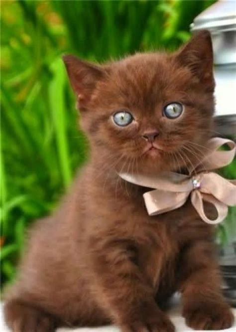 Chocolate Cutest Paw Pretty Cats Kittens Cutest Beautiful Cats