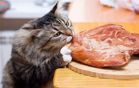 Your Cat Is A Carnivore Not A Vegetarian Cats Herd You