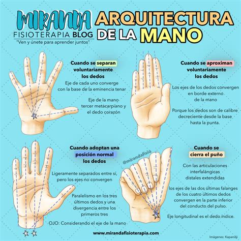 Arquitectura De La Mano