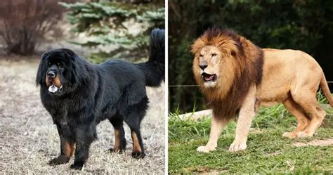 Tibetan Mastiff Vs Lion Who Would Win Petbouncy