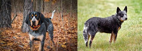 Bluetick Coonhound Vs Austrailian Blue Heeler Breed