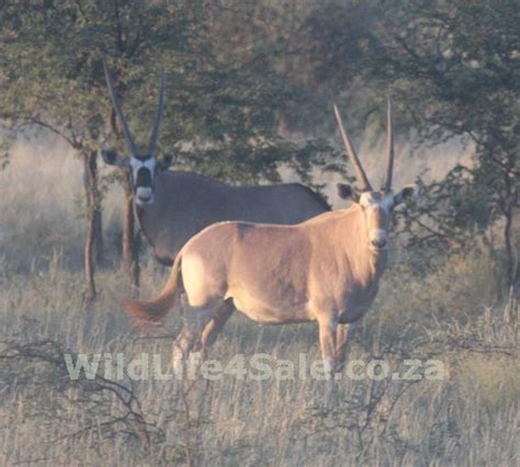 Goue Gemsbokke Te Koop 2021 Golden Oryx For Sale 2021 Wildlife
