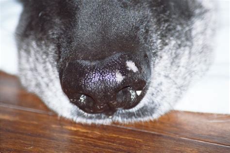 What Do White Spots On My Dogs Nose Mean Is It Serious Superb Dog