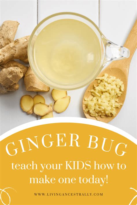 Learn To Make A Ginger Bug With Your Kids Living Ancestrally