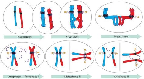 Physical Behaviour Of Chromosomes During Meiosis Online Biology Notes