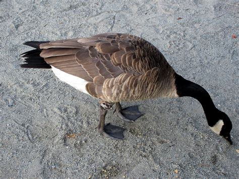 Canadian Goose Free Stock Photo Public Domain Pictures