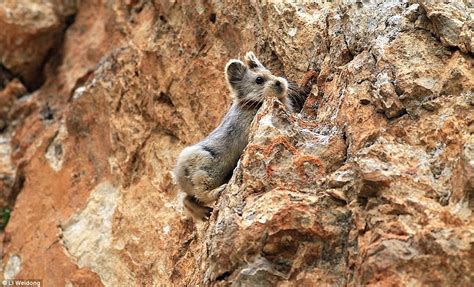 Chinas Lli Pika Could Be The Cutest Endangered Animal In The World