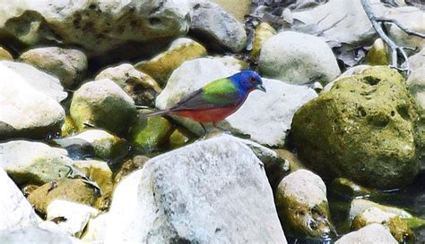 Maybe you would like to learn more about one of these? Finding a pair of painted buntings at Purgatory Creek ...