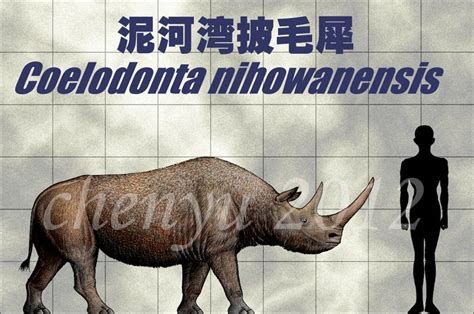Coelodonta Nihowanensis By Sinammonite On Deviantart Prehistoric