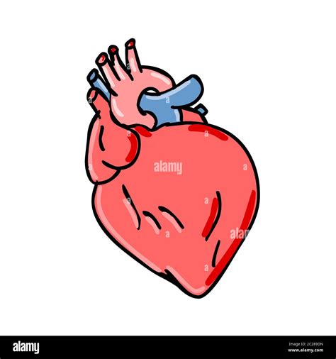 Cartoon Style Illustration Of A Human Heart Anatomy An Organ That