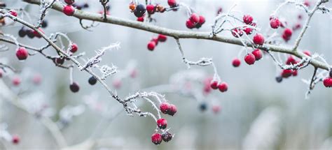 Winter Scene Stock Image Image Of Plants Crop Magic
